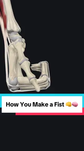 Ever wondered what happens under your skin when you make a fist? 🤔👊 Flexor muscles, tendons, and joints all team up for this powerful move. Your hand’s anatomy is way more complex than it looks — and you use it every day! Follow for more anatomy in motion!#AnatomyInMotion #MakeAFist #HandAnatomy #FlexorMuscles #Zanatomy #AnatomyLecturer #TeachingAnatomy #AnatomyExplained #MedStudentLife #MusclesInMotion #BiomedicalEducation #HumanAnatomy #ScienceTok