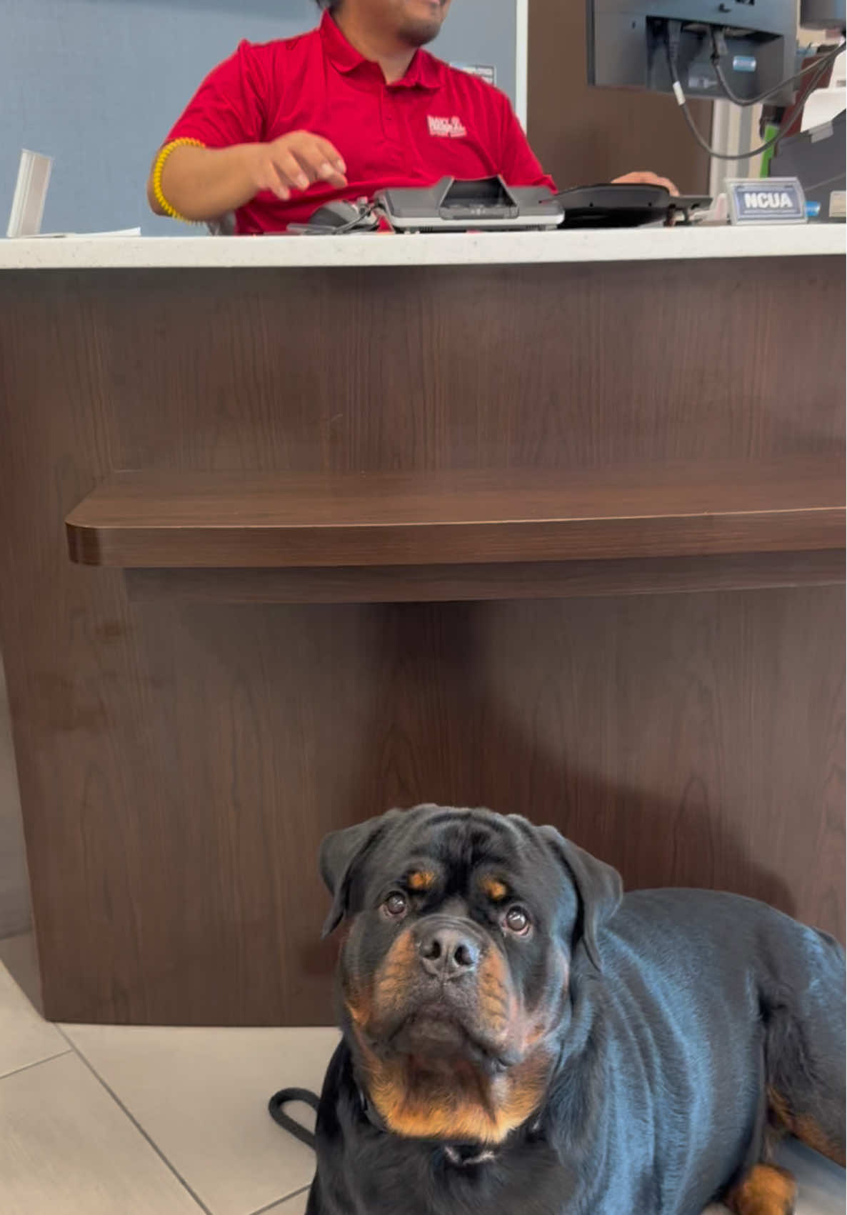 Ready had a busy Saturday morning. He went to the Vet, had to go to @Navy Federal Credit Union and get some money out the bank. He just been busy!🐶🐶🐶🐶🐶😂💯#fyp #influencer #dc #rottweilerlovers #rottweilerontiktok #rottweilers #california #foryourpage #dog #rottweilerpuppy #foryou #foryoupage #rottweilerfamily 
