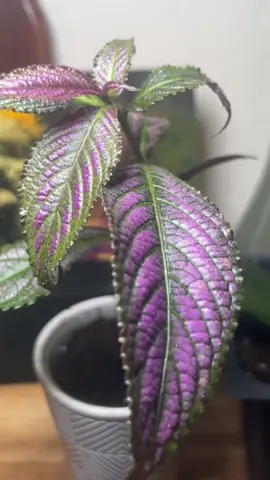 #plantladylife #propagation #foryoupage 