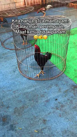 Cinta urusan kedua, karna ada banyak Raja yg membutuhkan pelayanan kita🤪  #pakhoy #manedaeng #fyp 