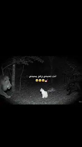 انته تحبني وهوه يحبني واني بيكم حيرانه#متابعه_ولايك_واكسبلور_احبكم #متابعه_ولايك_واكسبلور_فضلا_ليس_امر #اكسبلورexplore #الشعب_الصيني_ماله_حل😂😂 