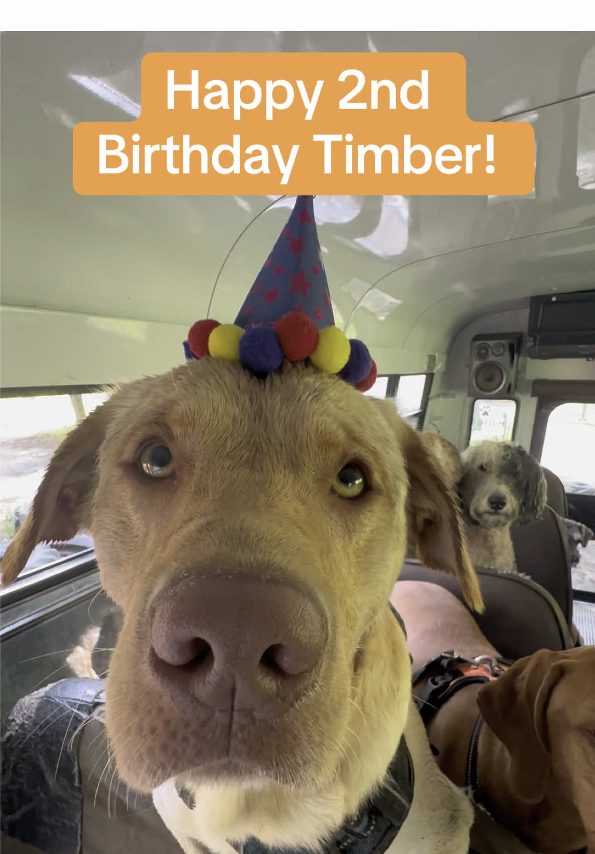 Happy 2nd Birthday Timber! 🧡🐾 #dogbirthday #dogbirthdayparty #dogpack #dogsnacks #dogwalker 