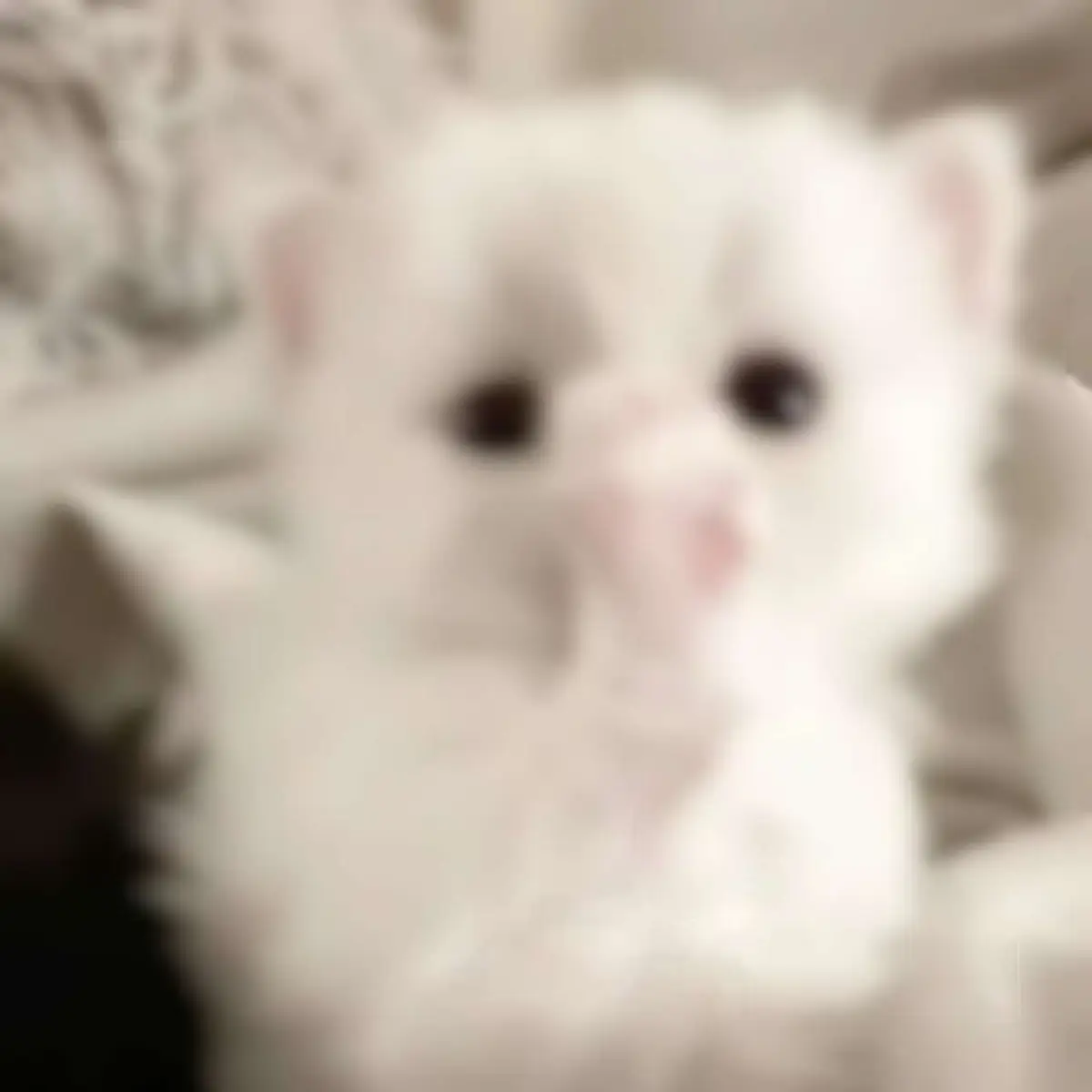 #котики #жиза #real #мем 