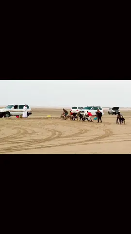 Saluki Dog Races in Qatar🇶🇦 #dohaqatar🇶🇦 #saluki #dogsoftiktok #salukilove #سلوقي #sudanese_tiktok #sealine #desert 