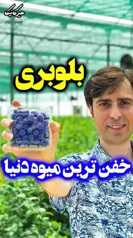❌️نکات ضروری❌️ . . . 🫐خاک بلوبری  آنجا که ریشه های این گیاه سطحی است لذا نیاز به خاکی دارد که نگهداری رطوبت آن خوب باشد. اما باید دقت کرد خاک دارای زهکش مناسبی باشد.از آنجا که این گیاه اسید دوست میباشد بنابراین بهترین خاک  کشت آن خاک شنی لومی اسیدی با pH 5/4 الی 2/5 می‌باشد  🫐گرده افشانی هر بلوبری گلهای زیادی حدود 2000 تا 3000 گل تولید میکند. وجود رقم گرده زا برای انواع پاکوتاه حتماً ضروری است. چون گل های عقیم دارند.گرده افشانی توسط حشرات صورت می‌گیرد  #بلوبری #هانیبری #نهال_بلوبری #بلکبری #رازبری #ژوستابری #توت_موزی #شاه_توت #گوجی_بری #زغال_اخته #رد‌کارنت #خرید_نهال_بلوبری #فروش_نهال_بلوبری #بلوبری_اسپارتان #بلوبری_چندلر #بلوبری_روبل #بلوبری_جرسی #بلوبری_داروو #بلوبری_رکا #بلوبری_لگاسی #بلوبری_الیوت #بلوبری_دووک 