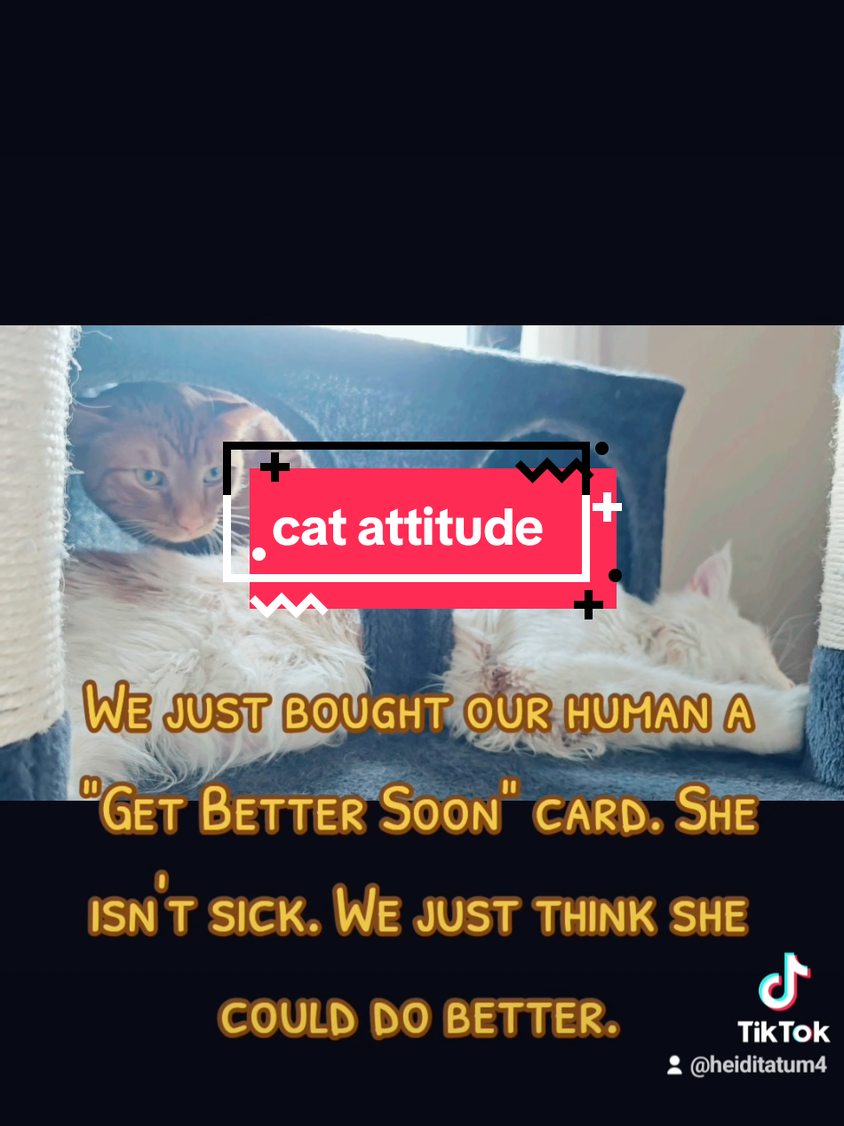 When I'm not home, these two cats have the worst attitude. Cattitude is a real thing!  #sirreginaldelton #creatorsearchinsights #catattitude #cattitude #cutecats #onthisday 