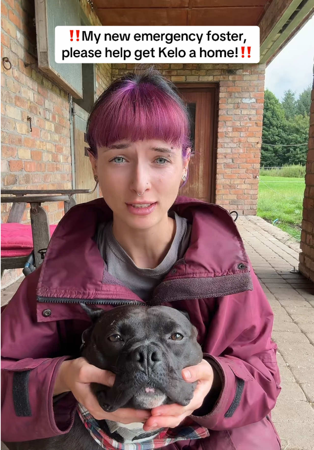 This sweet boy deserves a special person and a sofa to call his own🩷 If you are in Northern Ireland and able to help please contact @Friends of Rescue NI , or if you can’t - you can press all the buttons to get Kelo as much exposure as possible! Friends of Rescue also accept donations if you are able 🙏🏻 As this video is over a minute long, anything made on it will go directly to them, thank you all so much for your help🫶🏼 #rescuedog #horsetok #dogtok #adoptme #fyp 