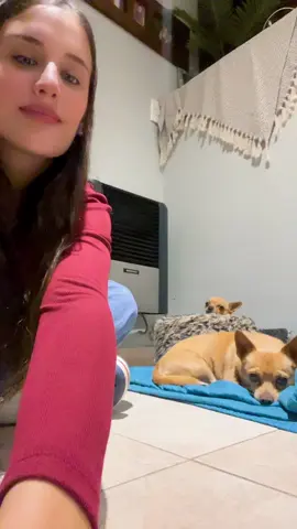 #chihuahua #chihuahuastiktok #fyp 