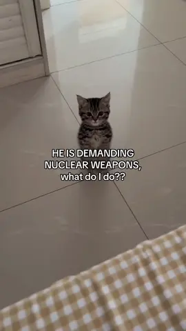 Shud we give them to him? #meme #cat 