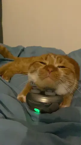 #котики #кіт #рижик 