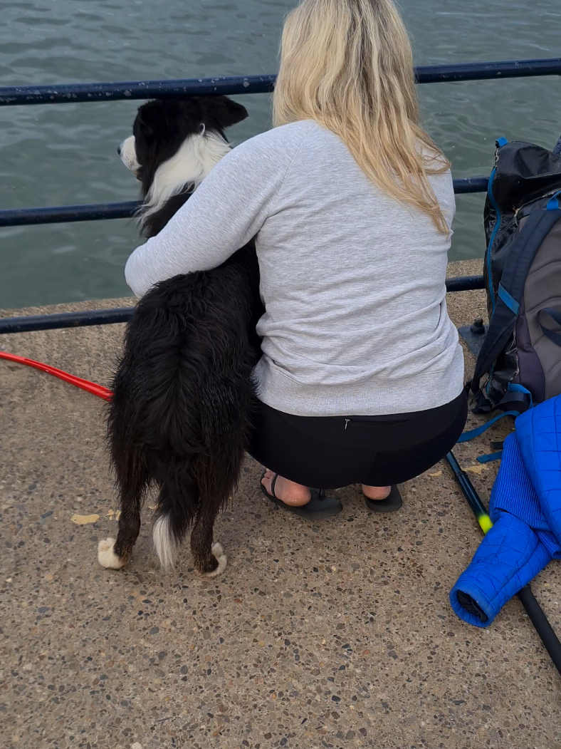 Are you ready to get your ball Border Collie