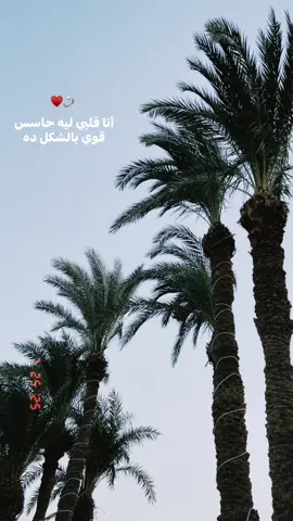ومكنتش اعرف قلبي هيحبك كداا♥️ #samymohamed #foryoupage #foryou #fypシ゚viral🖤video #الاسماعيلية #ismailia #اكسبلور 