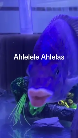 CA: HKv6VrGVAm6Qfd7znFeNdiuTcw5DBcpgVpdu4DsQbonk #ahlelele #ahlelas #ahleleleahlelas #fyp 