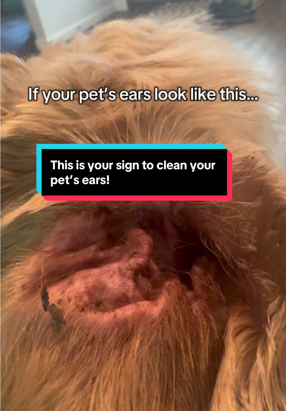 Super happy with these!!! @Dr. Paws Choice #pethealth #petdental #petearwipes #petcleaning #petcleaningproducts #petproducts #fy #PetsOfTikTok #gingivitis #animalsoftiktok #pets #cats #dogs #cockerspaniel 