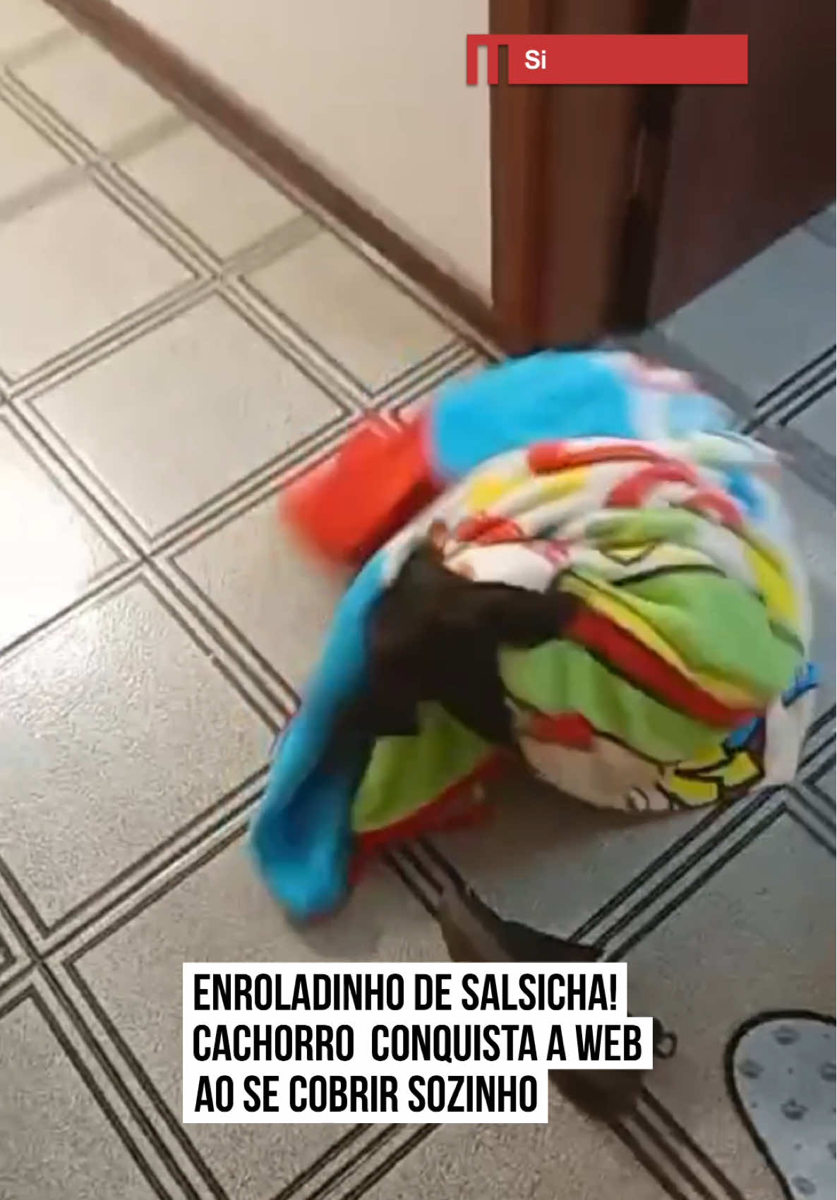 🐶 Enroladinho de salsicha! O Duque é um #salsichinha pra lá de #fofo, conquistou a internet com um vídeo que é puro carinho.  Na cena, ele aparece resolvendo o problema sozinho: se enrosca com jeitinho no cobertor até ficar bem quentinho e, satisfeito, vai direto pra #caminha. Não tem como aguentar tanta fofura, né? 🥹 #tiktoknotícias  🎥 ibturismo |  @myhoodbr