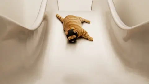 Cats who love to play slides#cat#cuet#fyp #kittycat 