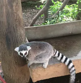 PHYSICALLY FIT🗣🗣🗣🗣 #madagascar #reyjulien #iliketomoveitmoveit #animal #fyp #zoo 