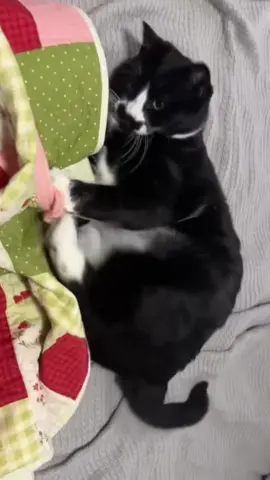 He can tell I’m not missing no meals #thehuntress #shewasafairy #fyp #viral #lettinggo #chonkycat #chonk #chonky #cattok #cats #catsoftiktok #kitty #kitten #dance #animal #greenscreen #greenscreenvideo #greenscreensticker #meow #cat 