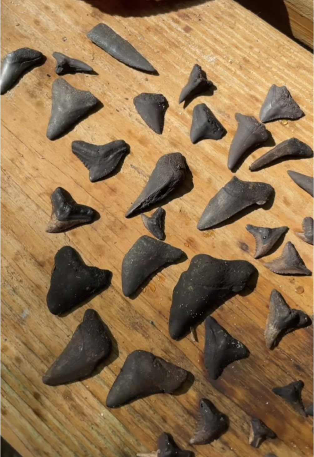 Freediving for shark teeth…a year or so after this same method almost cost me my life from an alligator attack skull fracture. But there aren’t nearly as many alligators in this river #SHRKco #sharkteeth #sharktooth #freediving #freedive #freediver #wildlife #scuba #shark #fossil #fossils #diver #snorkel #river 