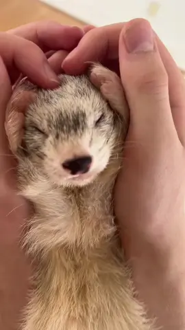 coco🤍#ferret