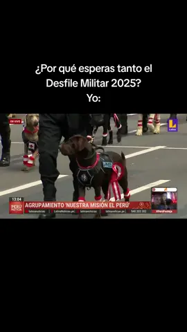 Policía canina 🐕 #fiestaspatrias #desfile #desfilemilitar #policia #peru🇵🇪 #perro #dog 