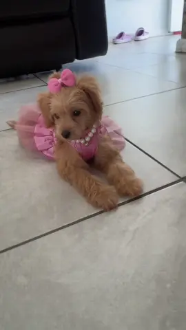 #princess #moltipoodle #tiktokpet 