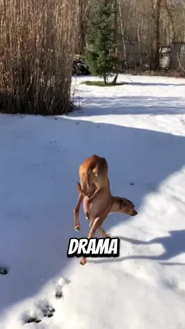 Introducing the Ittalian greyhound 😅🔥#dogsoftiktok #doglover #dogs #ittaliangreyhound #dogsoftiktok 
