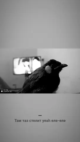 بلبلي و اكطعع🙌🏻💀#الشعب_الصيني_ماله_حل😂😂 #الشعب_الصيني_ماله_حل😂😂 #الشعب_الصيني_ماله_حل😂😂 #الشعب_الصيني_ماله_حل😂😂 #الشعب_الصيني_ماله_حل😂😂 #الشعب_الصيني_ماله_حل😂😂 #الشعب_الصيني_ماله_حل😂😂 