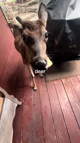 deer #deer 