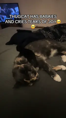 WANNA HAVE TWINS?! 😛 #fyp #yesking #yesking😩 #yeskingaudios #cat #cats #catsoftiktok #funny #funnyvideo #funnycat #viralvideo #viral #trending #trend 