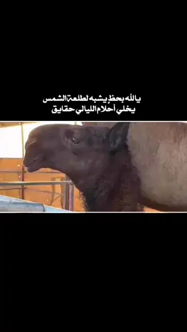 #ما_شاء_الله #اكسبلور #المجاهيم #البل #الرمله #مجهم #الوضح 
