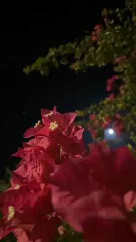#قران #عبدالودود_حنيف #سورة_الشعراء  #quran #bougainvillea #foryou #🤍 🤍.