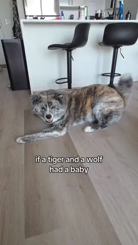 you get sora 🤭 #dog #fyp 