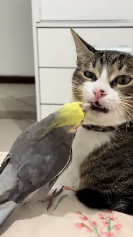 Só quem se arrisca merece viver o extraordinário 🤣💖💖 #viral #fyp #calopsita #engracado #gatos 