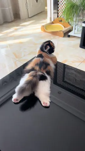 So cute #cutecat #pet #kucing #kitty 