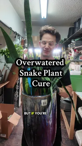 Millennial houseplant TikTok #plants 