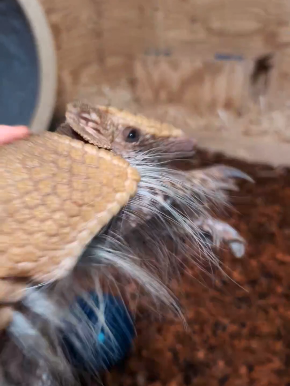 RELEASE THE BABY #croissant #armadillo #Soccer #releasethebaby #croods #animals 