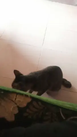 tiba tiba 😭😭#fyp #kucing 