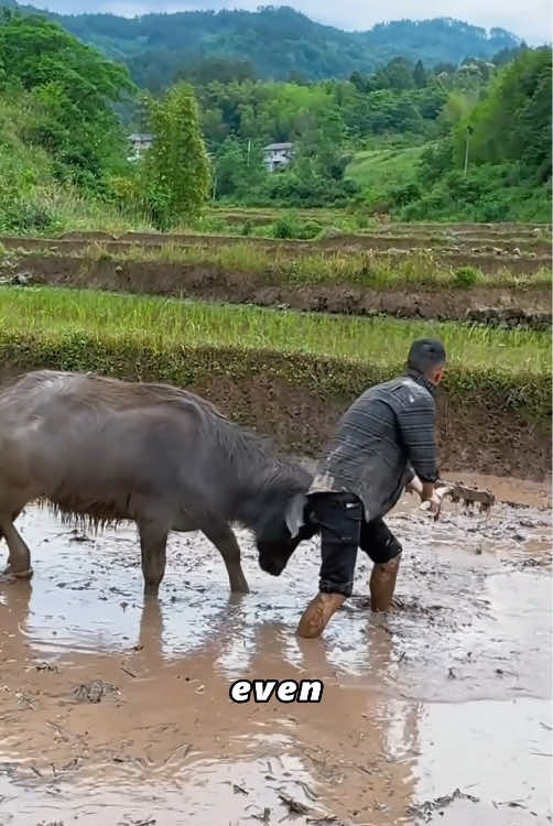 Brave Niu Niu is not afraid of difficulties#cute#foryou #tiktok #animal #Love 