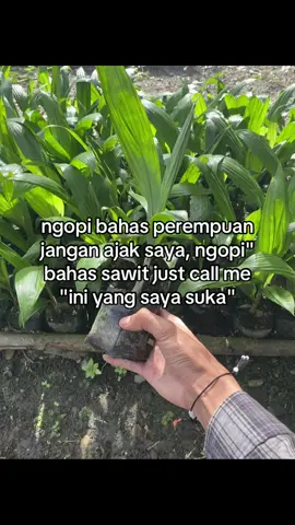 #sawit #🌴 #fyp 