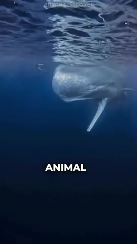The only animal that hunts Orcas #oceanlife #whale 