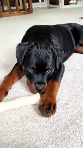 The cutest freeloader  #rottweiler #rottiepuppy #puppytiktok 