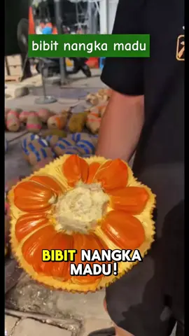promo bibit nangka madu merah bibit nangka merah bibit nangka madu #fyp #bibitnangka #bibitnangkamadu #bibitnangkamerah
