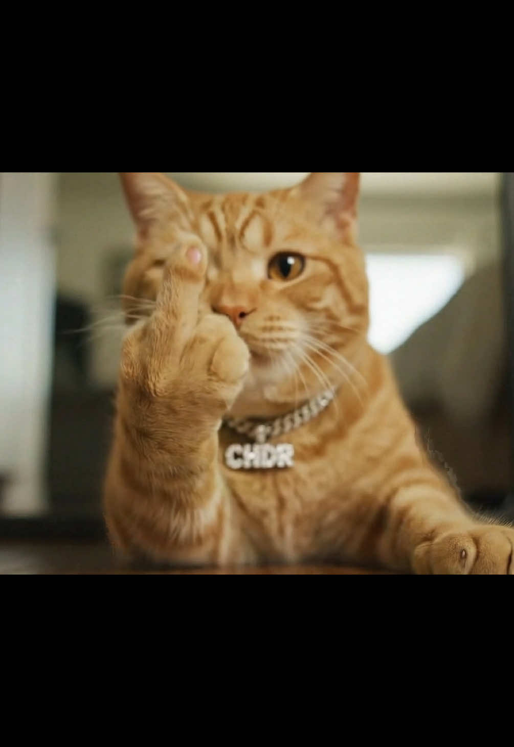 Super Important 😁 #fyp #middlefinger #cats #veo3 #xyzbca #catsoftiktok #meme 