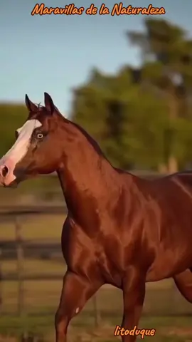 PASIÓN POR LOS CABALLOS  #maravillasdelanaturaleza 