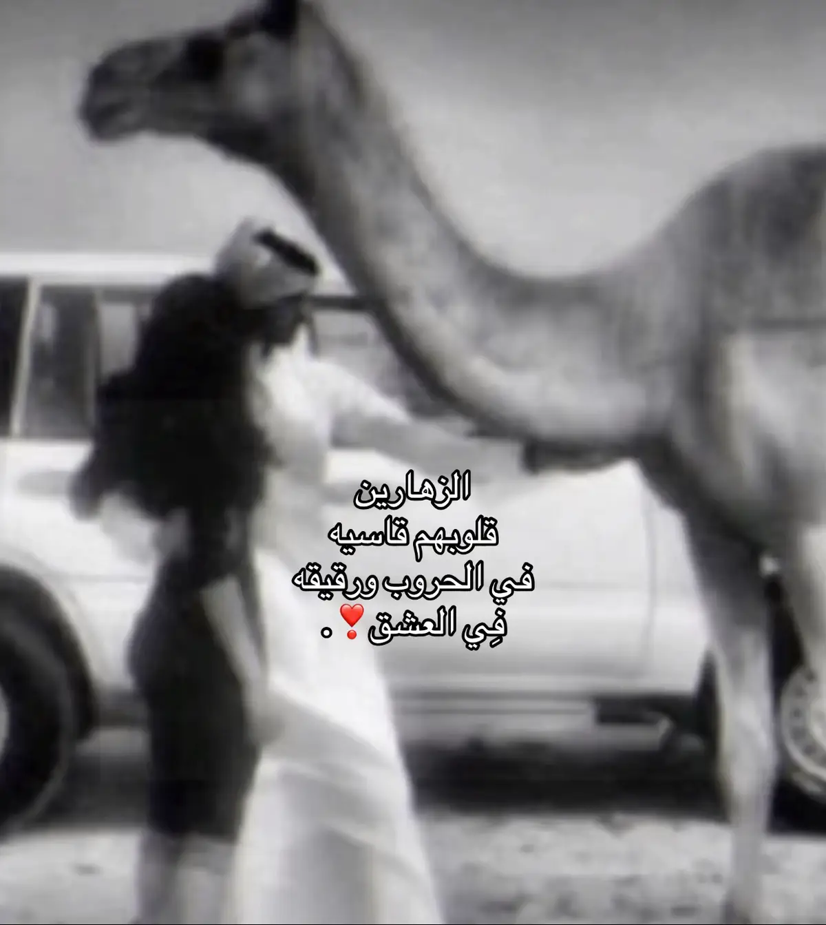 #زهران_هامة_الازد #زهران #702 