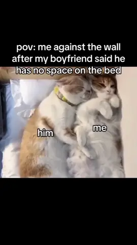🥰 . . . . Follow us: @kittycharm_1 Follow us: @kittycharm_1 . . . Tag a cats lover please . . . . All rights® are reserved for their respective owners. ( DM for credit/ removal) . . . #catsofinsta #thedailykitten #mascota #cateye #igcats #cats #catsofturqey #catsofkorea #catswhohatebathe #catsdrawing #catsbachelorette #catsgramcats #catsandamps #catsloversworldworld #catskulls #catsofrichardson #catscaredycat #catsofargentina #catsmazine #catstarblock #catsandwindows #catsurgery #catstragramcat #catsports #catscyprus #catsbeautypalace 