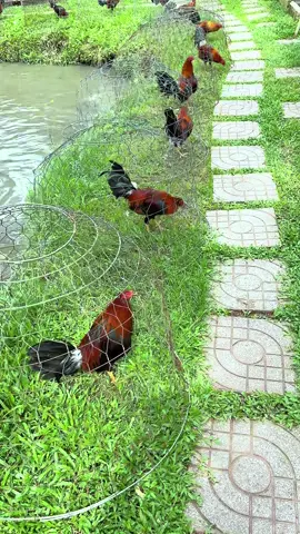 Chuẩn Bị Rời Đội🥰#aexemvui🐓🌾🌾 #ngàymoivuive #ga #xuhuong #xuhuong2025 #gà_chọi_việt_nam 