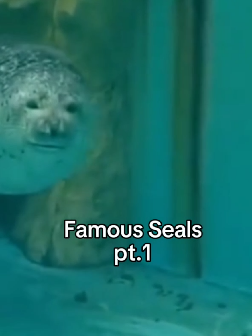 #CapCut famous seals (repost) #edit #seals #tokkaricenter 