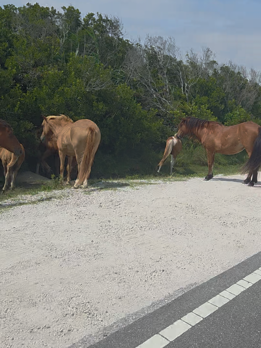 Wild horses and coastal breeze… this is the soft life I needed 🐴🌊   #assateagueisland  #beachvibes  #rideit  #hotgirlsummer   #wildhorses  #easternshore  #summertok 